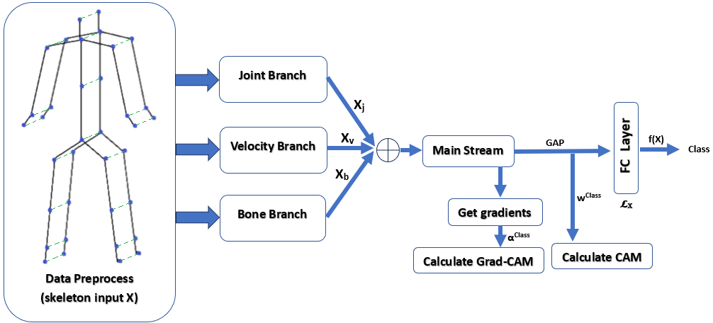 EfficientGCN pipeline: skeleton input feeds joint, velocity and bone branches, which are concatenated into the main stream; after global average pooling an FC layer outputs the class. CAM takes the class weights of the FC layer; Grad-CAM takes gradients from the main stream output