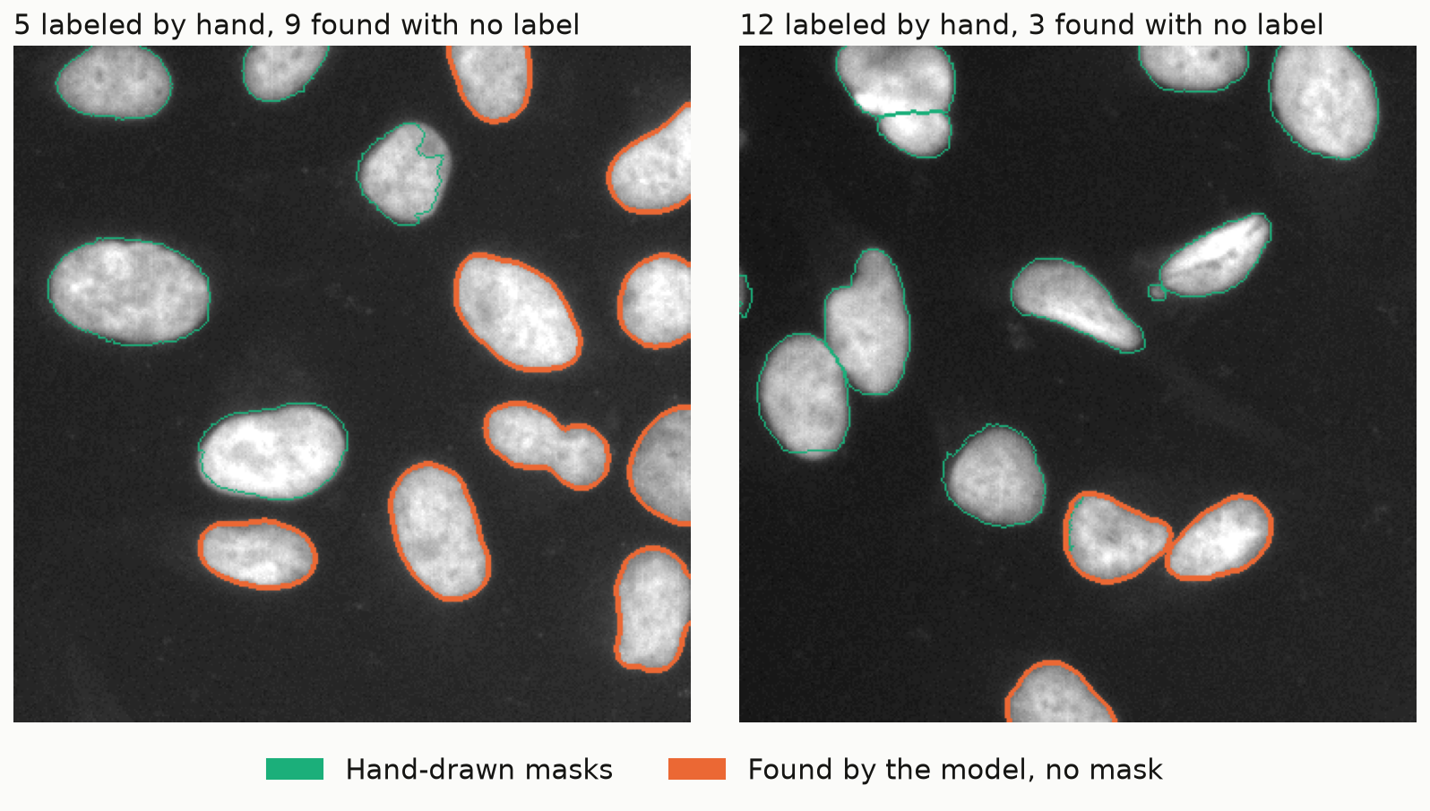 Two fluorescent images with large nuclei. Hand-drawn masks are outlined in green and nuclei found by the model without a mask are outlined in orange; the orange nuclei look the same as the green ones. Left: 5 labeled, 9 found without a label. Right: 12 labeled, 3 found without a label